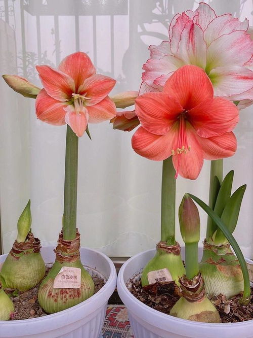 10种漂亮花,喜欢小花盆,小盆出 精品 ,大盆易 死亡