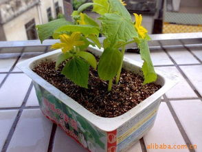 其他花卉产品列表与种植指南 第24页精选