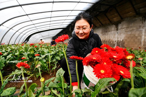 河北迁安 鲜花铺满乡村振兴路