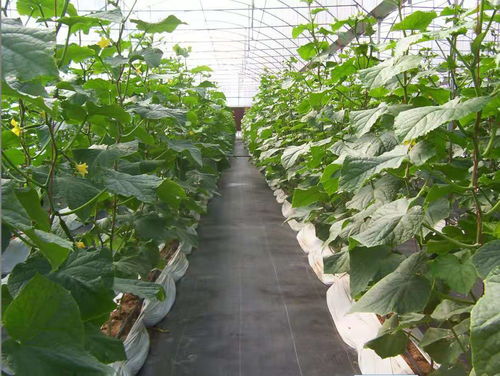 德州花卉种植新选择 专业的农用大棚防草布助力增产增收