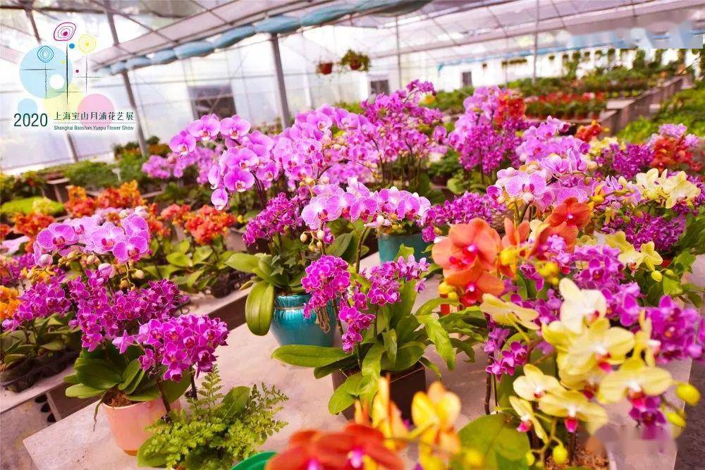 花韵田园展魅力 · “质”慧月狮焕新貌——花卉种植引领乡村振兴新篇章
