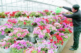 随着春节的临近,我市各大花卉市场的各种鲜花相继出棚,纷纷上市,为新春佳节增添绚丽