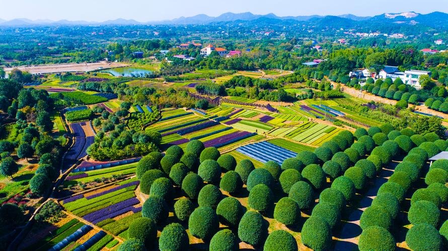地处长株潭绿心,跳马镇花卉苗木种植面积达13万亩,从业人员超过4万