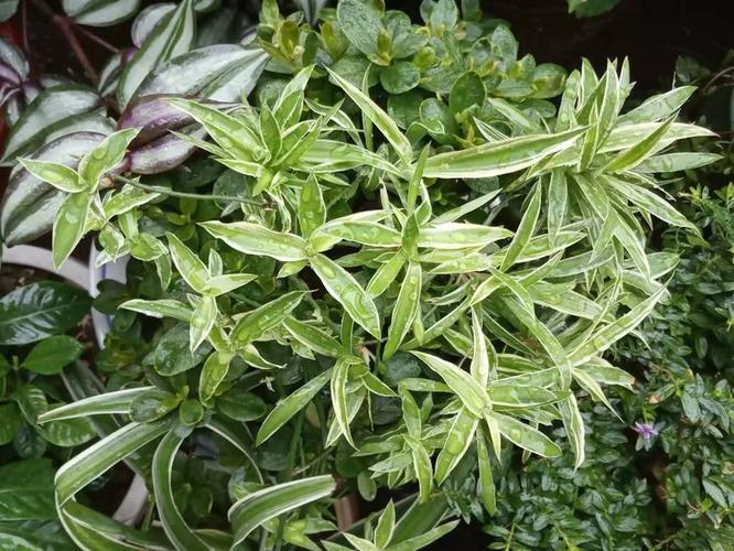 记录我的花卉种植