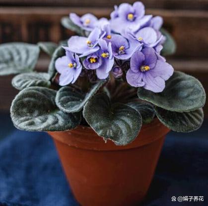 深耕家庭花卉种植十余年,紫罗兰是我常年必养的经典草本花卉,也是我最