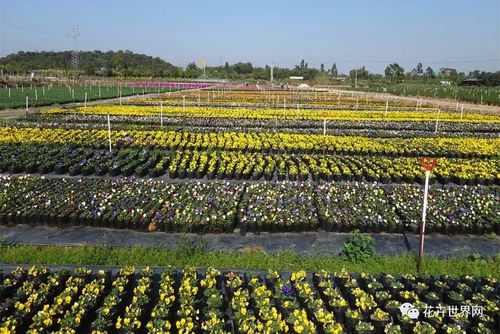 鸿业园艺年产时花800万盆,任君选择
