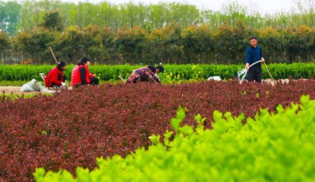 光山:种植苗木花卉富全村