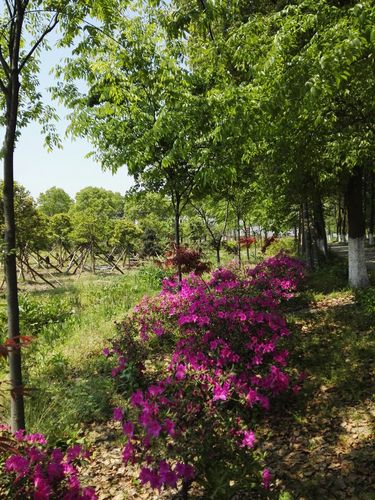 游玩天香花卉种植基地