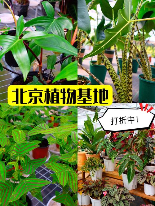 新发现北京花卉种植基地 因为搬迁打折中网红热植传统花卉全都有