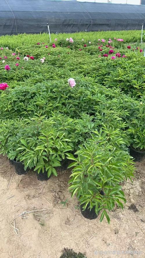 花坛与花境:芍药常作为花坛主景花卉,与牡丹混种可延长观赏期;在花境