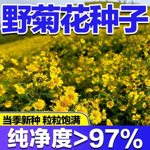 特级野黄菊花种子多年生花卉种植中药材药用食用泡茶甘野菊花种籽